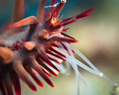 Crown Of Thorns Starfish Shutterbug