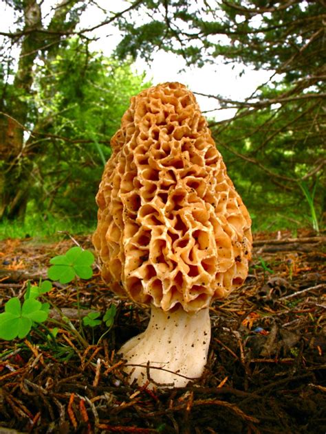 Poisonous Mushrooms In Kansas - All Mushroom Info