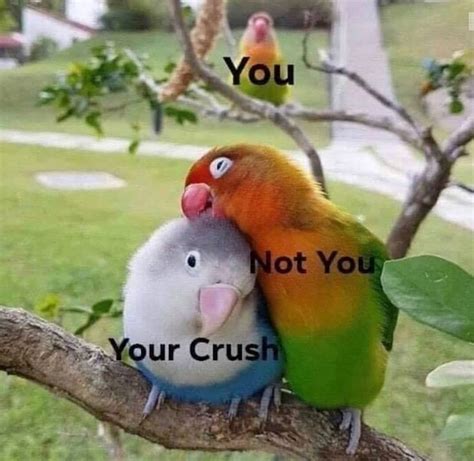 1386 Likes 7 Comments Birb Memes Birbmemes On Instagram “it