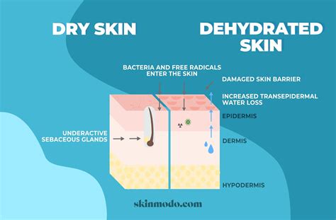 Dry Vs Dehydrated Skin How To Tell The Difference And How To Treat