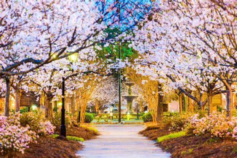 Macon Georgias Cherry Blossom Festival Promises To Be The Pinkest