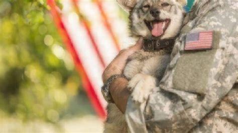 Veterans Day: Pets Helping Vets | Healthy Paws Pet Insurance