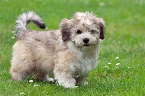 Havanese Puppy Gray Havanese Puppies Animal Photography Puppies