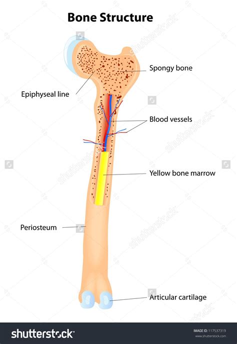 Long Bone Diagram Red And Yellow Marrow Lwhittie Bone Marrow