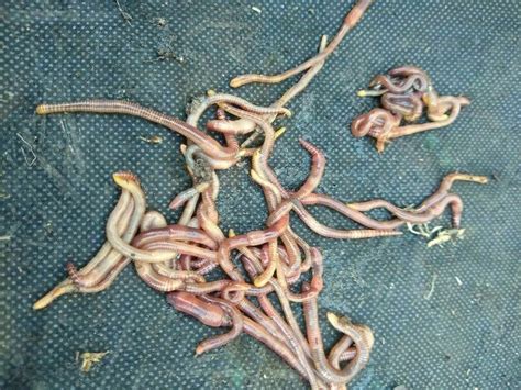 Organically Raised Live Red Wiggler Worms Composting Worms
