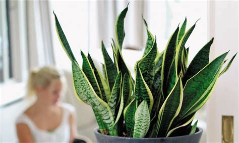 Set Of Four Easy Care Houseplants Groupon