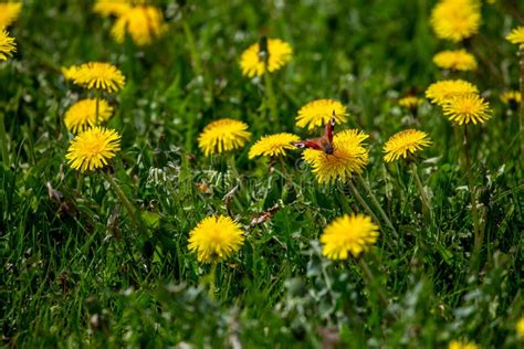 Butterfly On Yellow Dandelions In Green Meadow Stock Photo Image Of