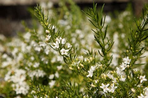 Top 10 Native Ground Cover Plants Australia Kilby Tree Farm