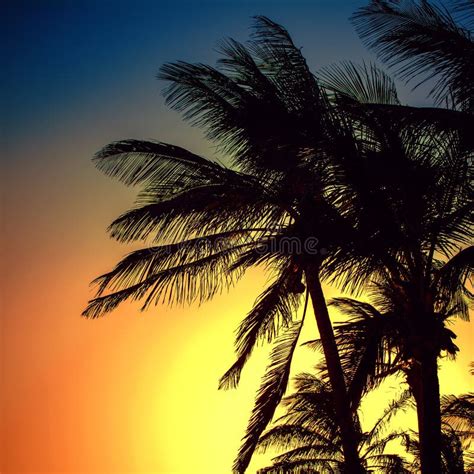 Silhouettes Of Palm Trees Photo In A Sunset Stock Photo Image Of