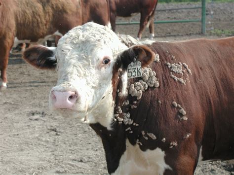 Three Common Summer Cattle Diseases Msu Extension