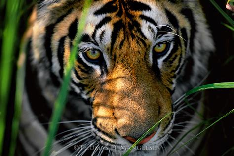 Tiger Eyes — Bengal Tiger By Thomas D Mangelsen