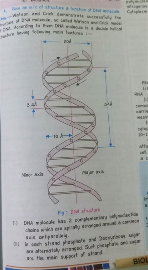 4 Give An Ac Of Structure And Function Of Dna Molecule Watson And Crick
