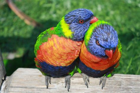 Rainbow Lorikeet Parrots Free Photo On Pixabay