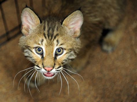 Baby Bobcat Gets Ready For New Home