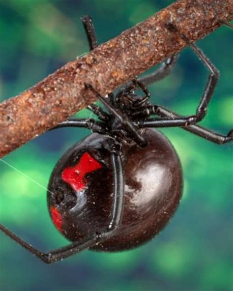 8 Unusual Facts About Spiders Owlcation Education