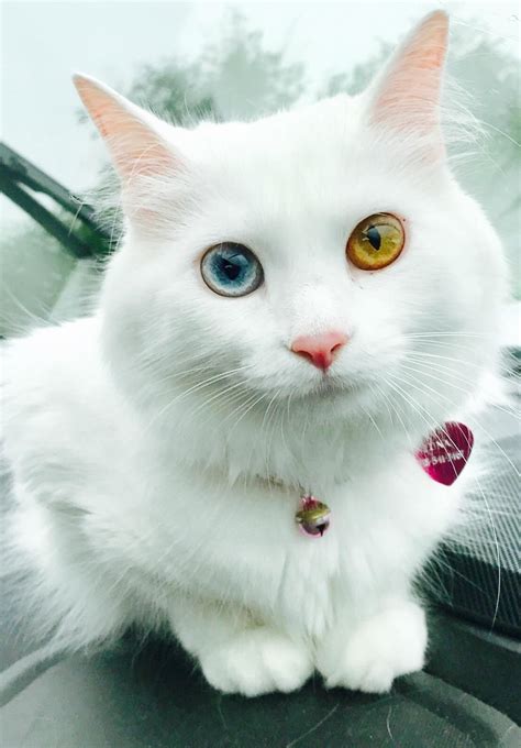 Luna And Her Two Different Colored Eyes Heterochromia Ifttt2m1bilz Cute Cats And