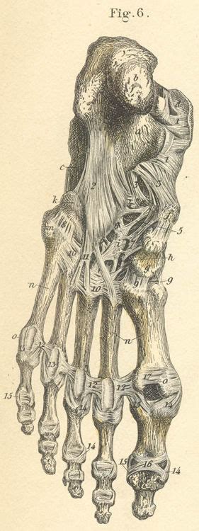 Needs evaluation by rheumatologist to assess how much instability and perhaps by a physical medicine specialist or neurologist. Ligaments of plantar surface of the left foot pictures ...