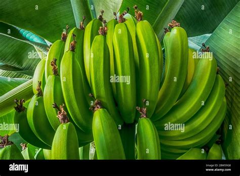 Bananas Cluster In Tree And Leafs Stock Photo Alamy