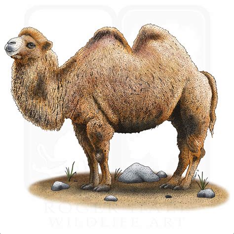 Bactrian Camel Signed Fine Art Print
