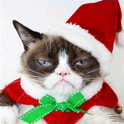 Merry Frickin Christmas Grumpy Cat Quotes Funny Grumpy Cat Memes Cat