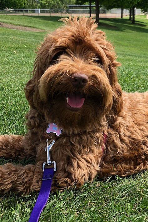 Lists of widely used given names can consist of those most often bestowed upon infants born within the last year. Our Girls - Breeding Female Labradoodles - Labradoodle ...
