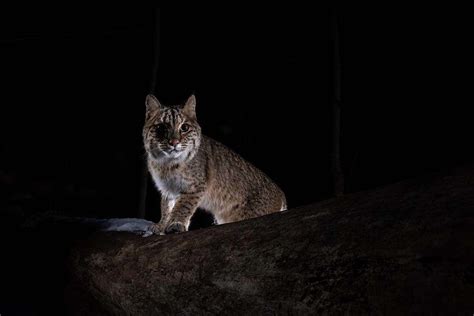 Bobcats In Connecticut Are On The Hunt What You Need To Know