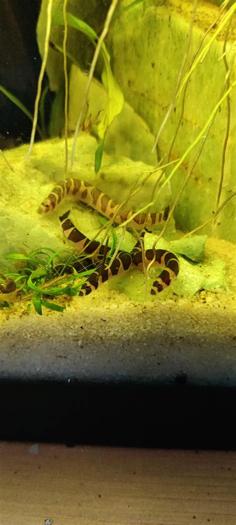 Watch This Kuhli Loach Explore Its Habitat