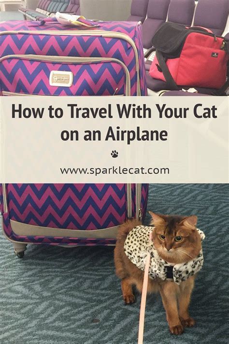If You Are Flying With Your Cat This Tutorial Gives You What You Need
