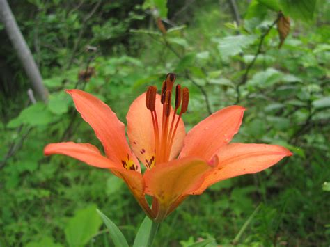Native Lilies Floral Finds