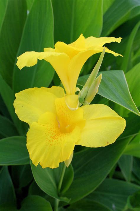 Closeup Of A Tropical Yellow Canna Lily Photograph By Tracey Harrington