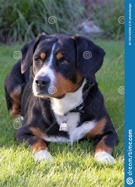 Dog Entlebucher Sennenhund Bernese Mountain Dog Stock Photo Image