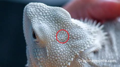 Bearded Dragon Third Eye Dragoneyes Info
