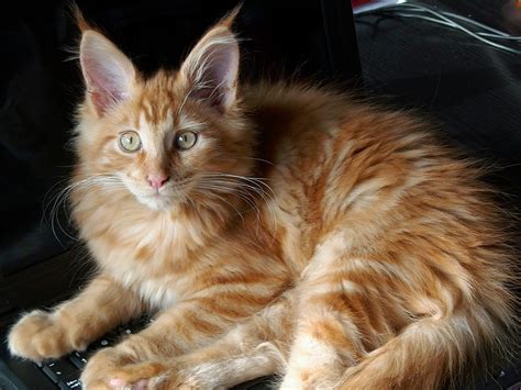 The maine coon's name is believed to have been given due to its bushy tail which resembles a raccoon's. Does size matter? What is the average weight of a Maine ...