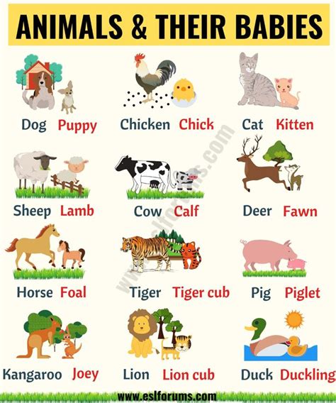 Educational Infographic Cute Baby Animals Learn Popular