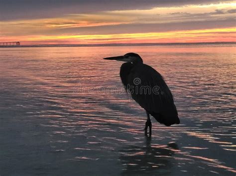 A Single Great Blue Heron In The Ocean At Sunrise Stock Photo Image