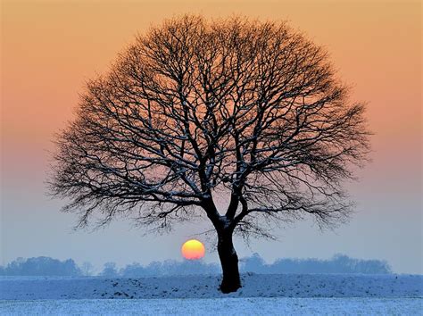 Winter Sunset With Silhouette Of Tree Photograph By Pierre
