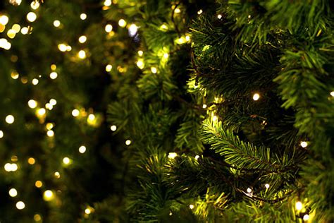 259800 Christmas Tree Close Up Stock Photos Pictures And Royalty Free