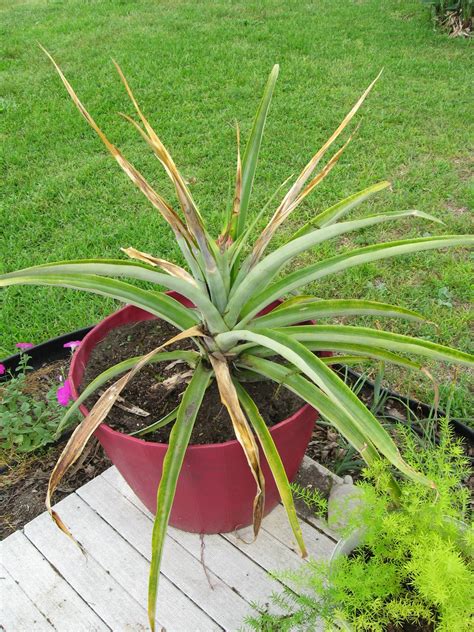 A Home In The Country Pineapple Plant