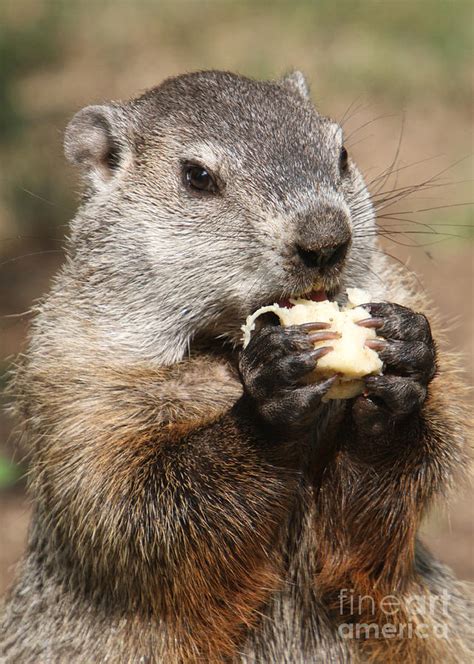 Animal Woodchuck Eating Photograph By Paul Ward Pixels