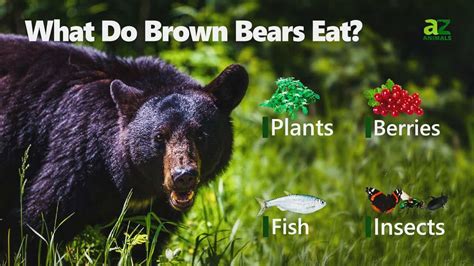Brown Bear Animal Facts Ursus Arctos A Z Animals