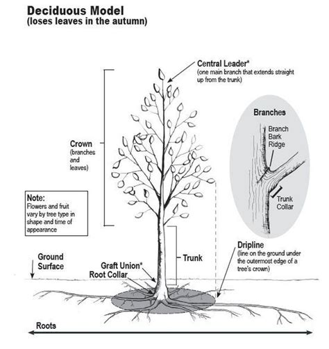 How Do Trees Grow And Develop Growing Tree Tree Identification