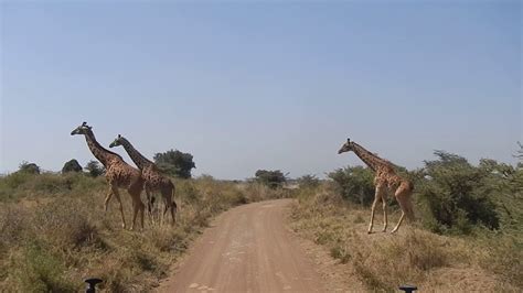 15 01 2017 Nairobi National Park Safari 6 Youtube