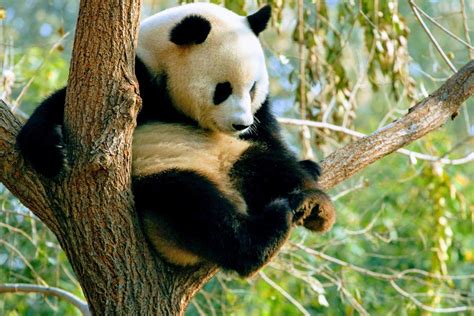 Giant Panda Meng Meng 萌萌 At Beijing Zoo มีรูปภาพ