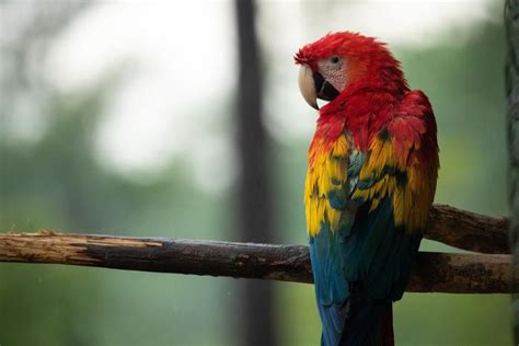 5472x3648 Parrot Macaw Birds Hd 4k 5k Coolwallpapersme
