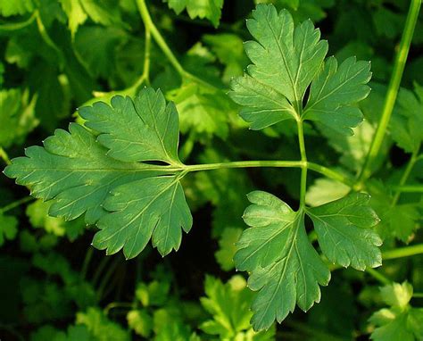 Parsley is closely related to dill, carrots, and celery. Parsley | ImaKalya.com