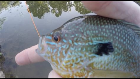 Fly Fishing For Mixed Sunfish Youtube