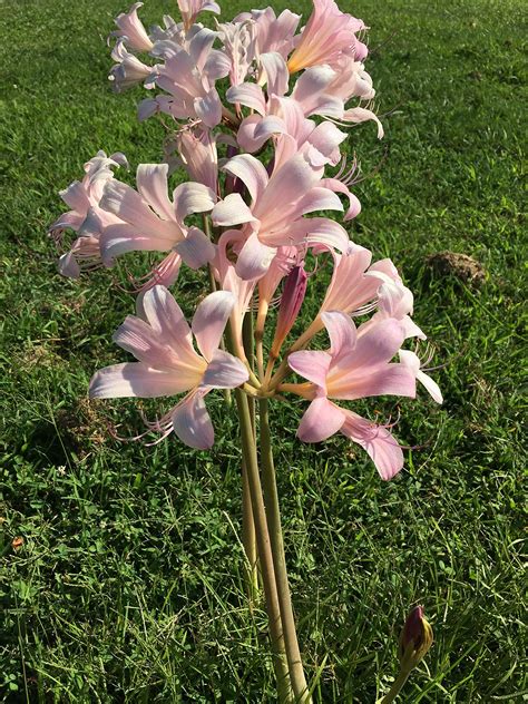 Bareroot Pink Spider Lily Surprise Lily Naked Lady Lily Resurrection Lily Buy Online In