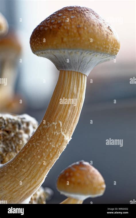 The Ecuador Magic Mushroom Is A Psilocybe Cubensis A Specie Of
