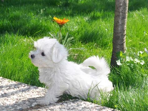 Yavru Maltese Terrier Cinsi Köpek Fiyatları 2023 Pet Okulu