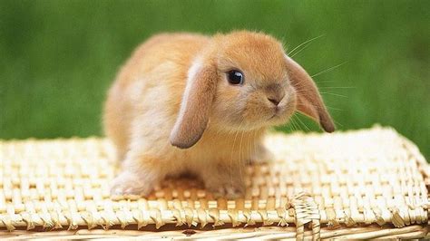 Cute Brown Rabbit Is Sitting On Top Of Bamboo Bag In A Green Background